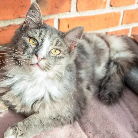 Casa de Férias 4 Person In