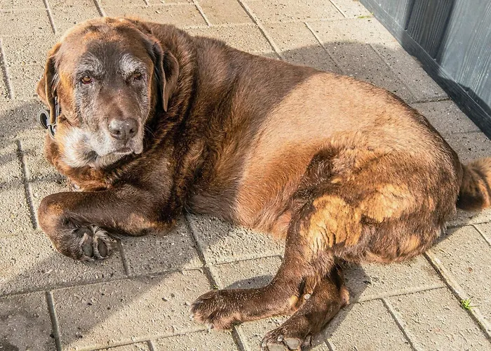 Casa de Férias 4 Person In