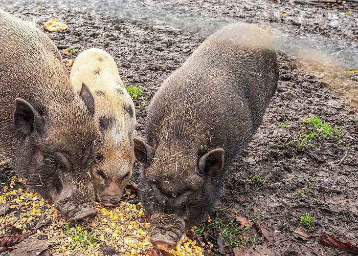 Casa de Férias 4 Person In