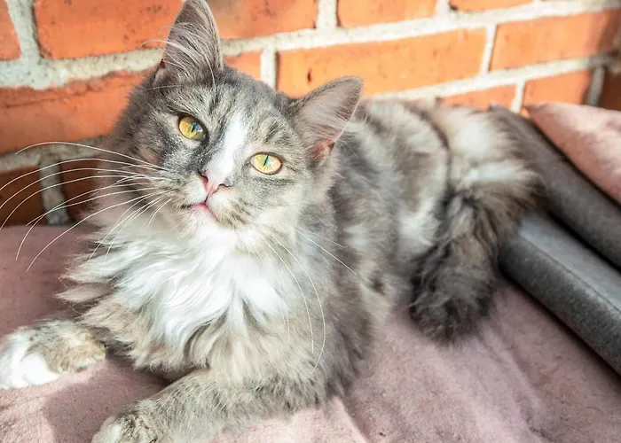 Casa de Férias 4 Person In